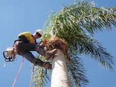 Peregian Beach Tree Removal